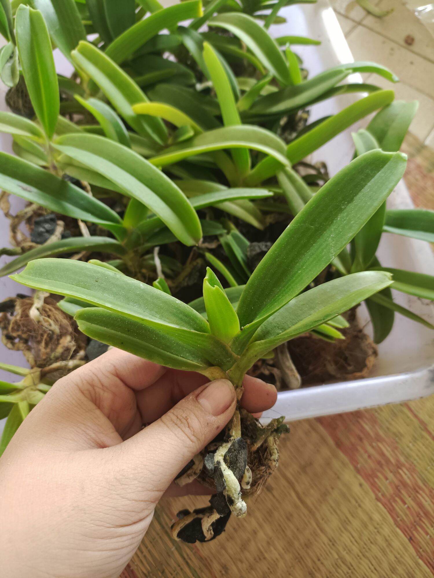 Lan Ngọc Điểm 2cây