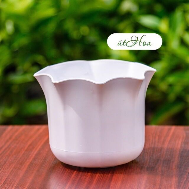Chậu Để Bàn Màu Trắng Miệng Bèo