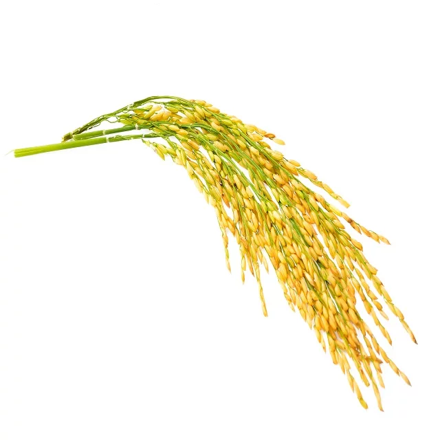 Hạt giống lúa nếp cái hoa vàng túi 1kg