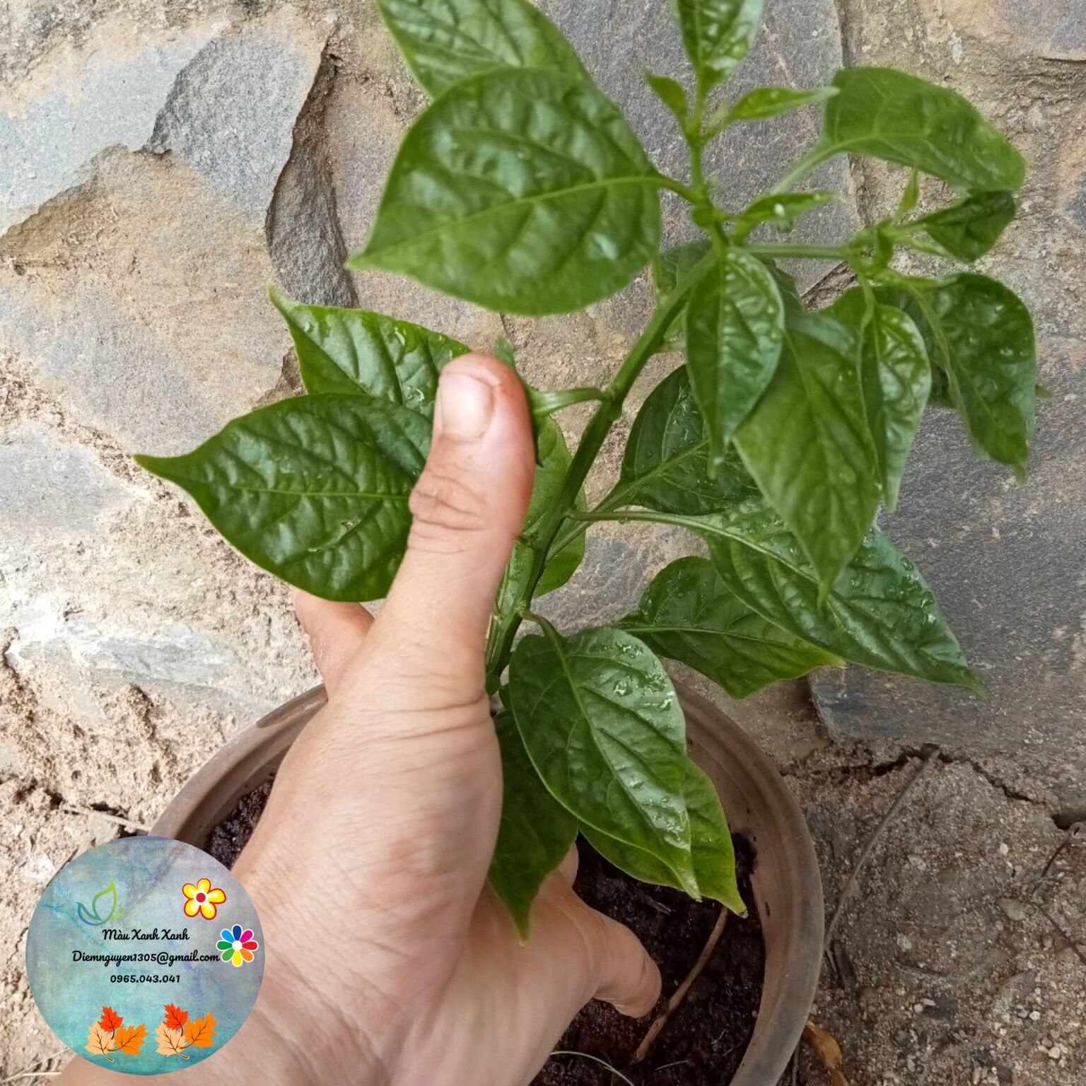 [CG] Ớt charapita (ớt pêru-ớt đắc nhất thế giới) giá 100k/chậu.