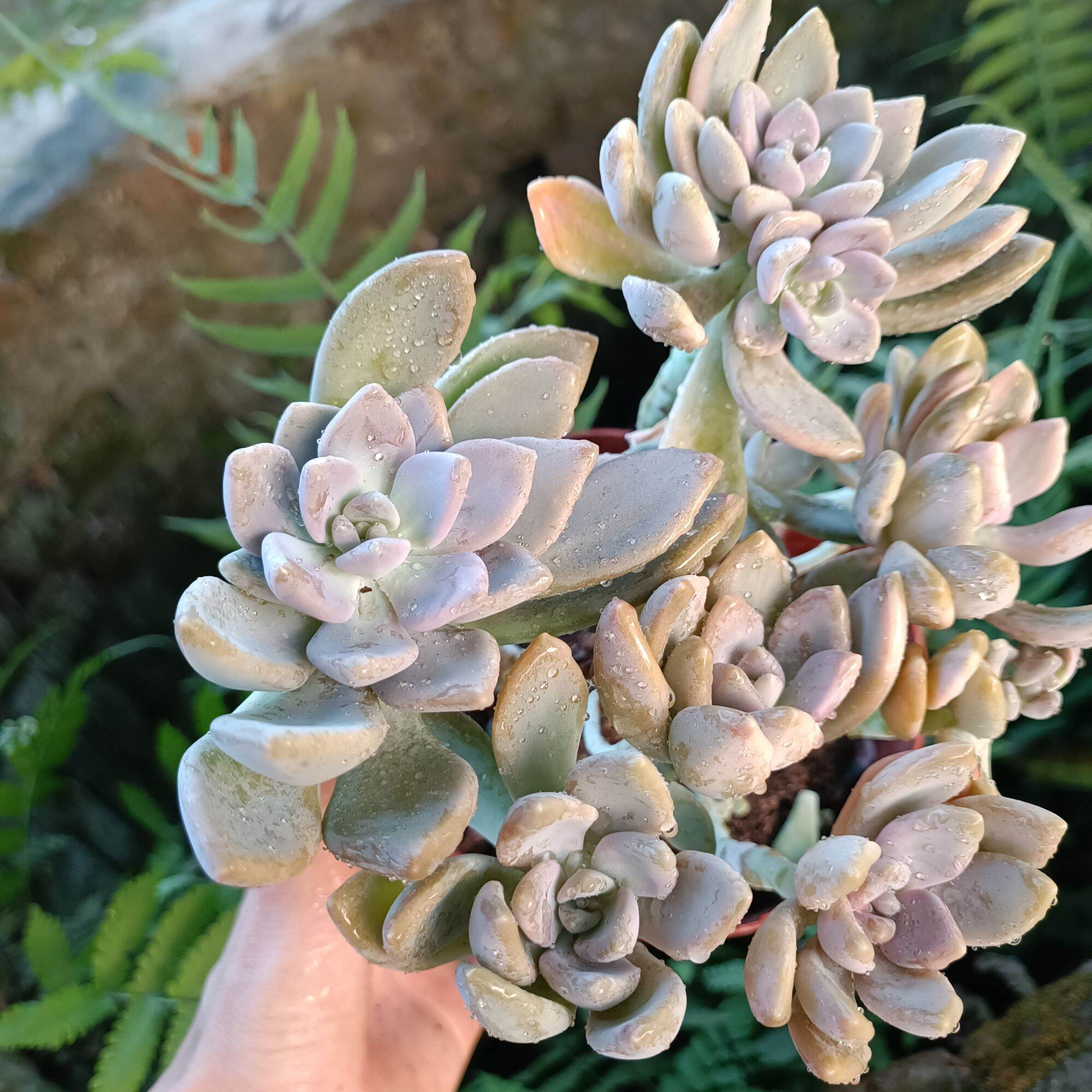 Sale 50%-Sen Đá Tím Var Thân Thụ Đẹp.