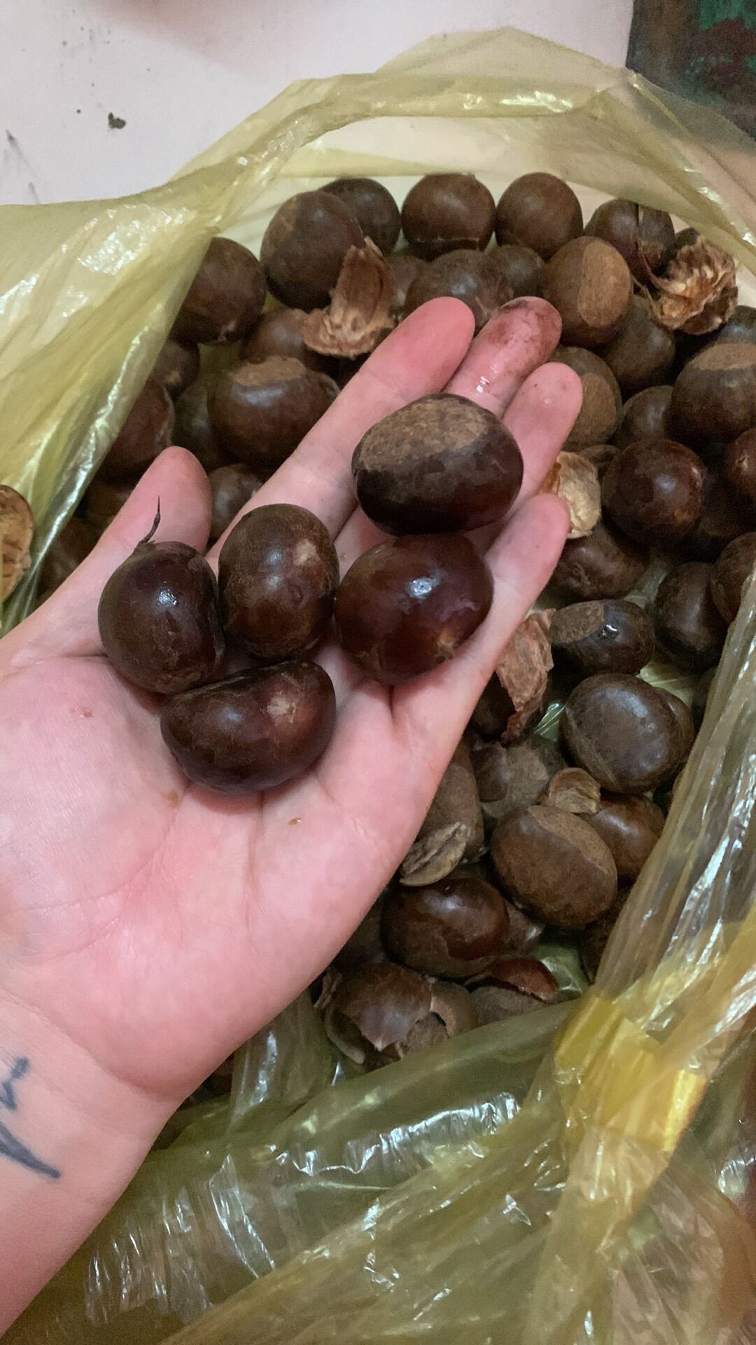 HẠT DẺ TƯƠI BÓC VÕ SẴN [ Túi 500gr hút chân không ] hàng loại 1