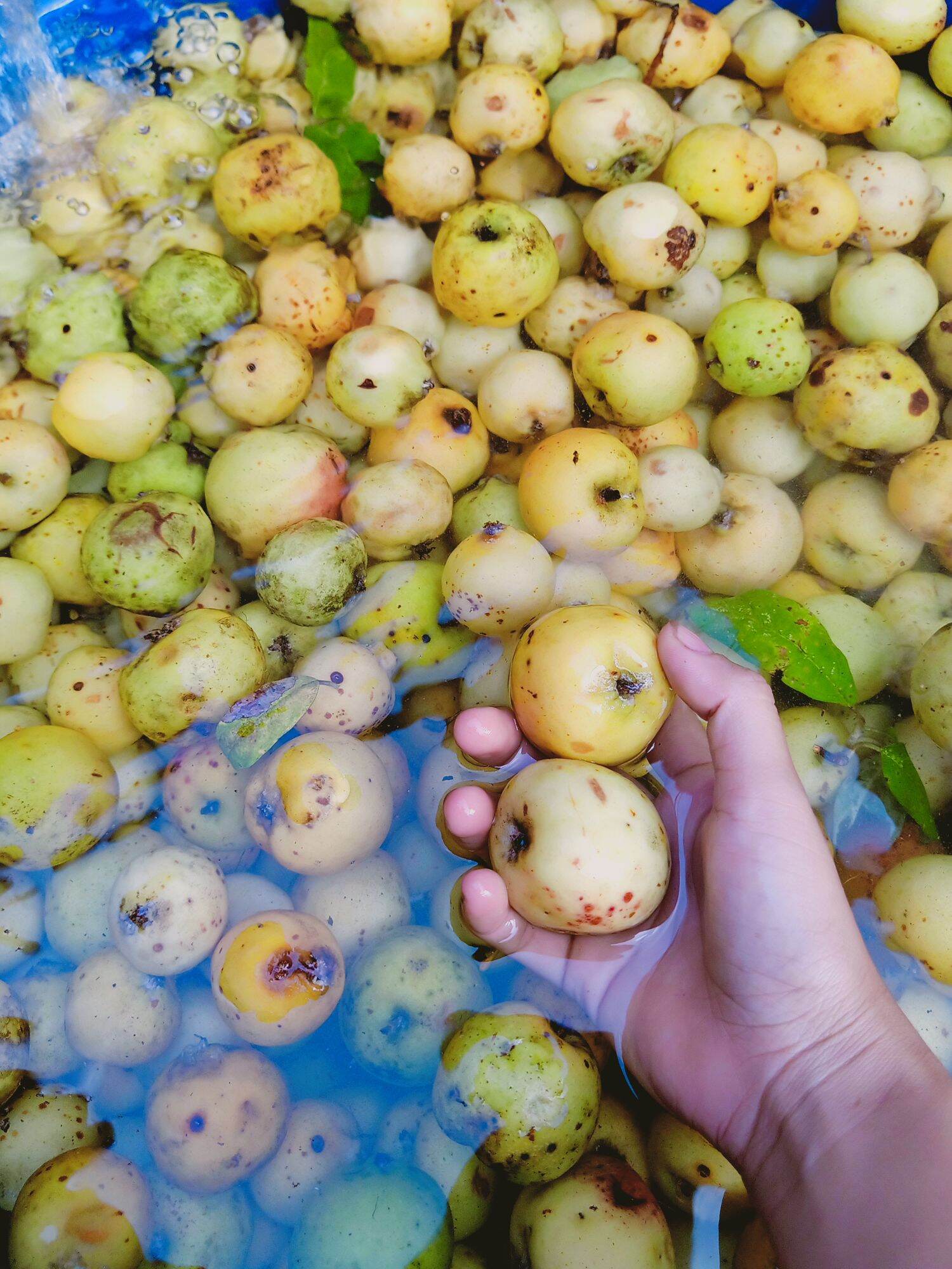 Táo mèo rừng tươi quả to đẹp túi 1kg