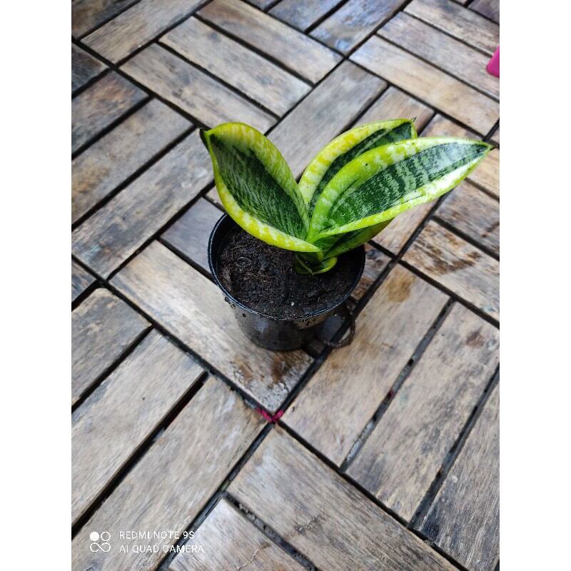 lưỡi hổ thái lùn size nhỏ