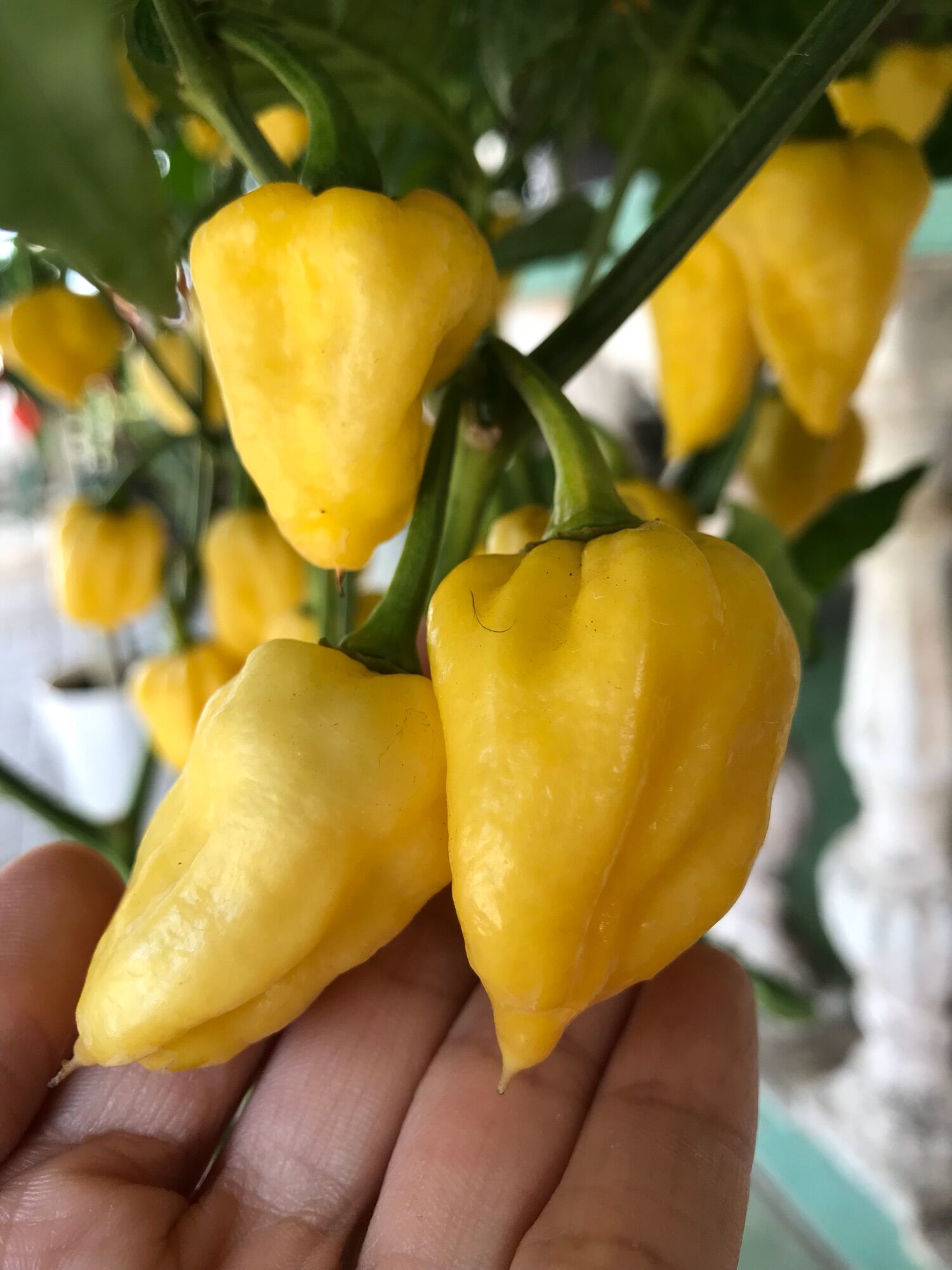 Quả ớt habanero tươi (đỏ, vàng, chocolate)