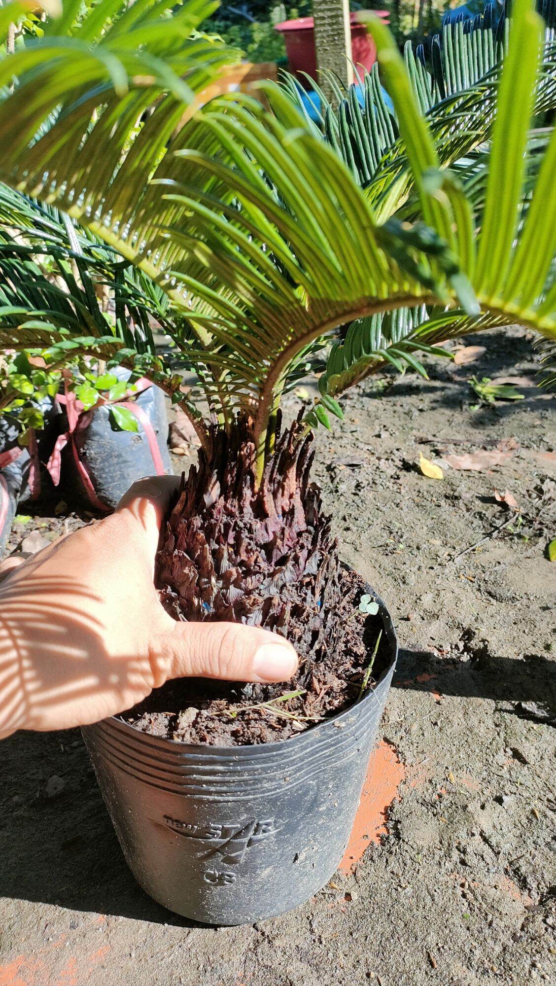Cây vạn tuế ( gốc như hình thân to )