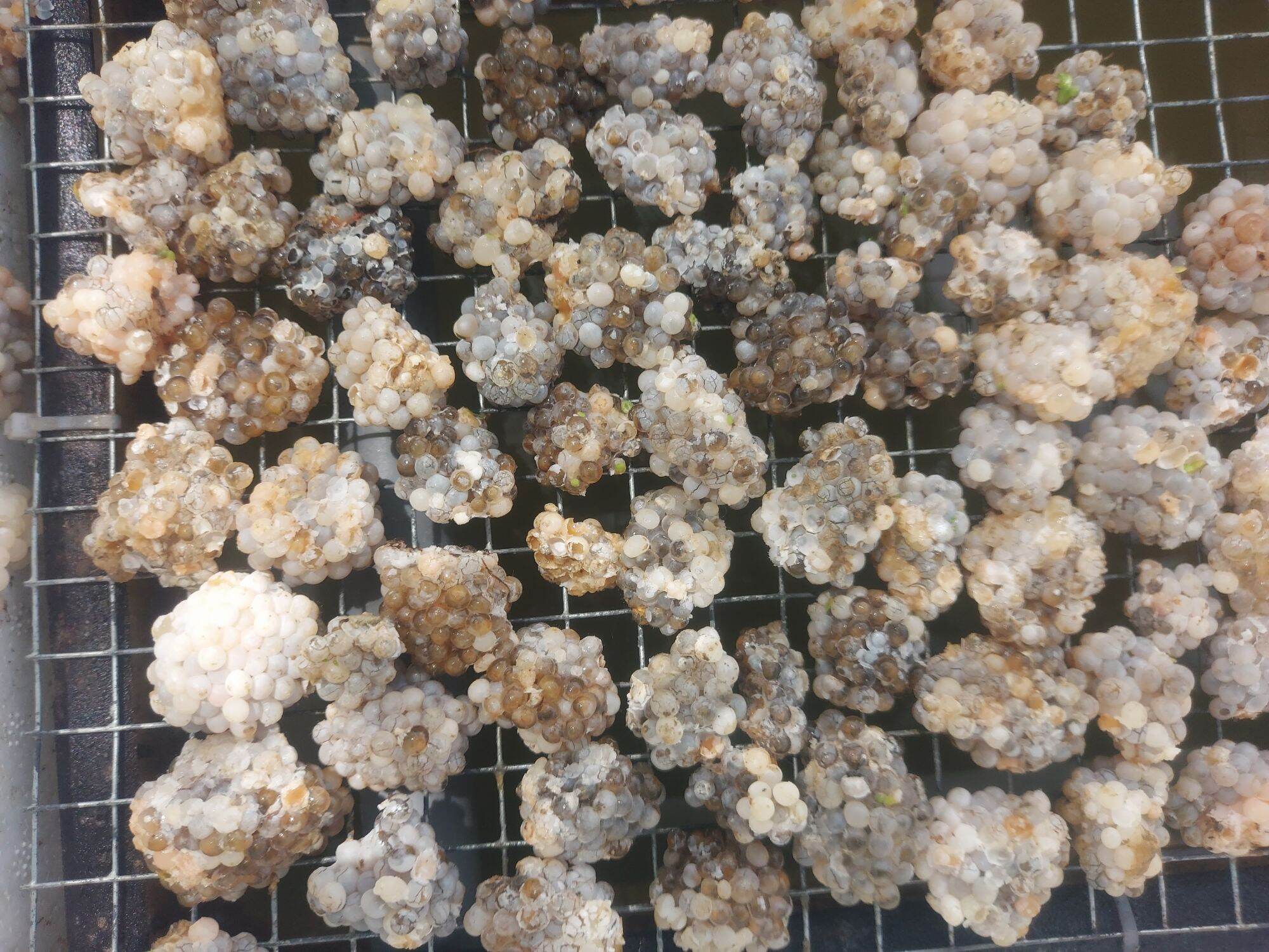 1kg trung oc bưu den ( bù 10% dập do vận chuyển)