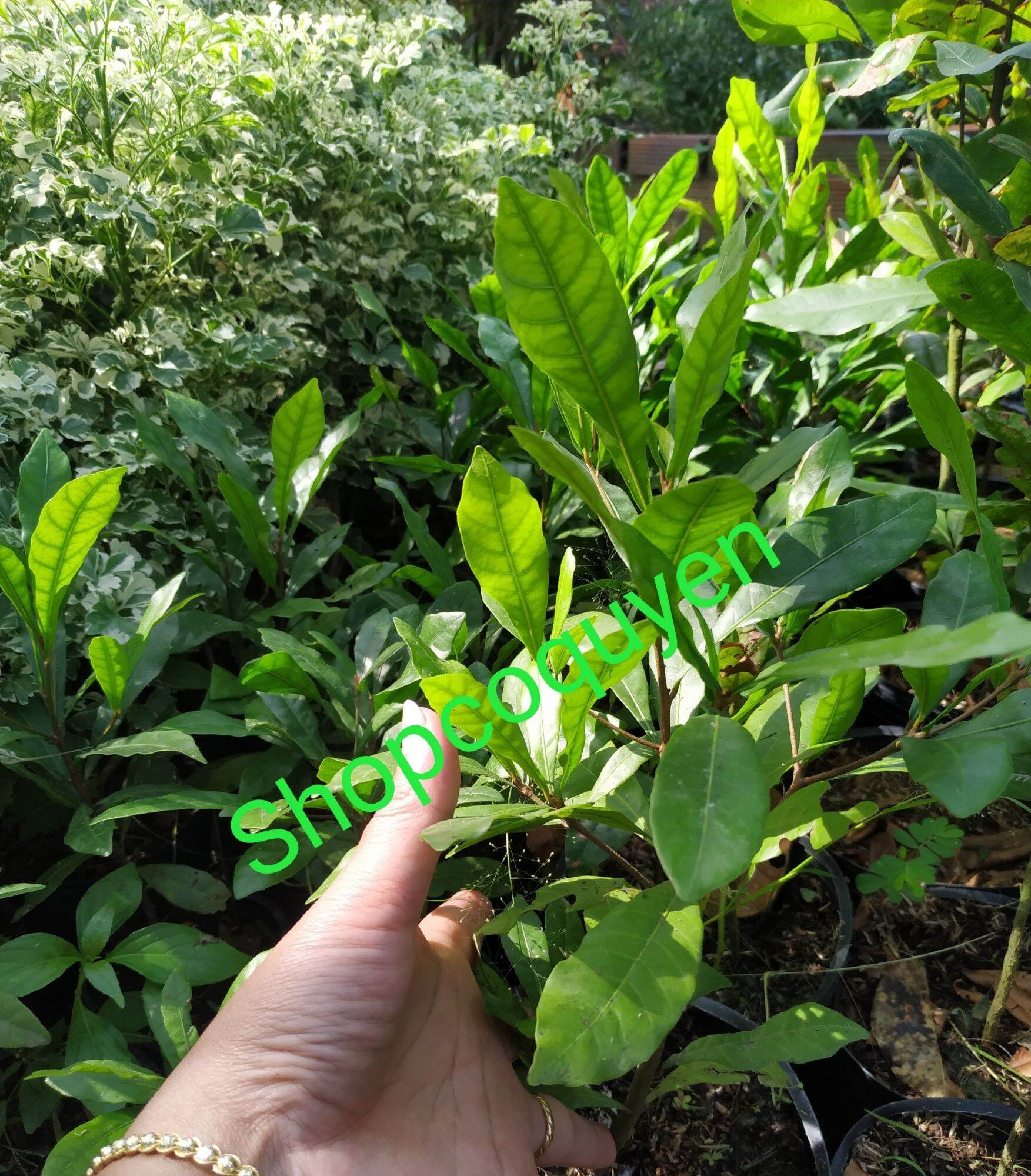 Cây giống cây thần kỳ