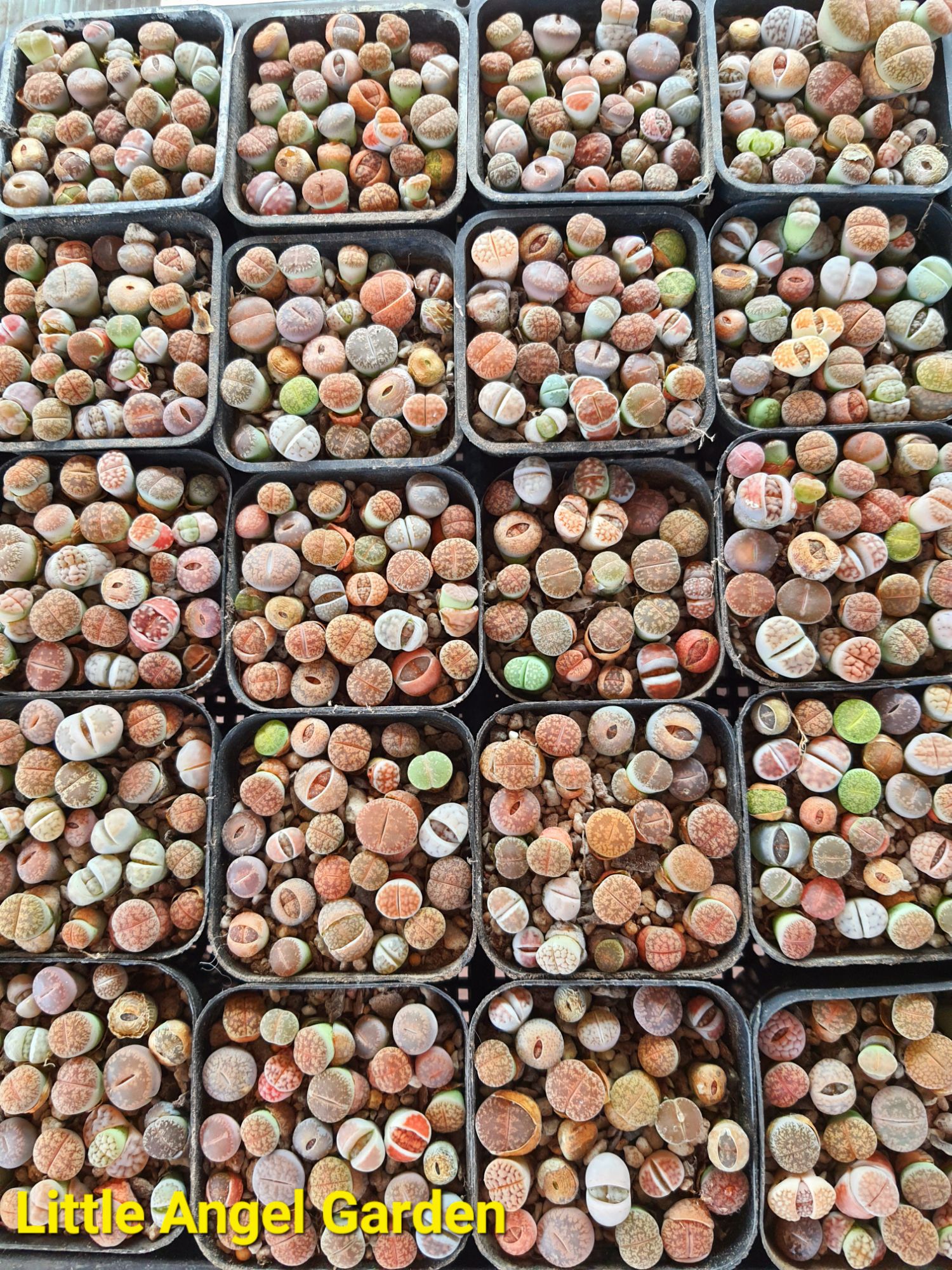 1 sen mông | thạch lan | lithops size 1cm - 2cm giao ngẫu nhiên