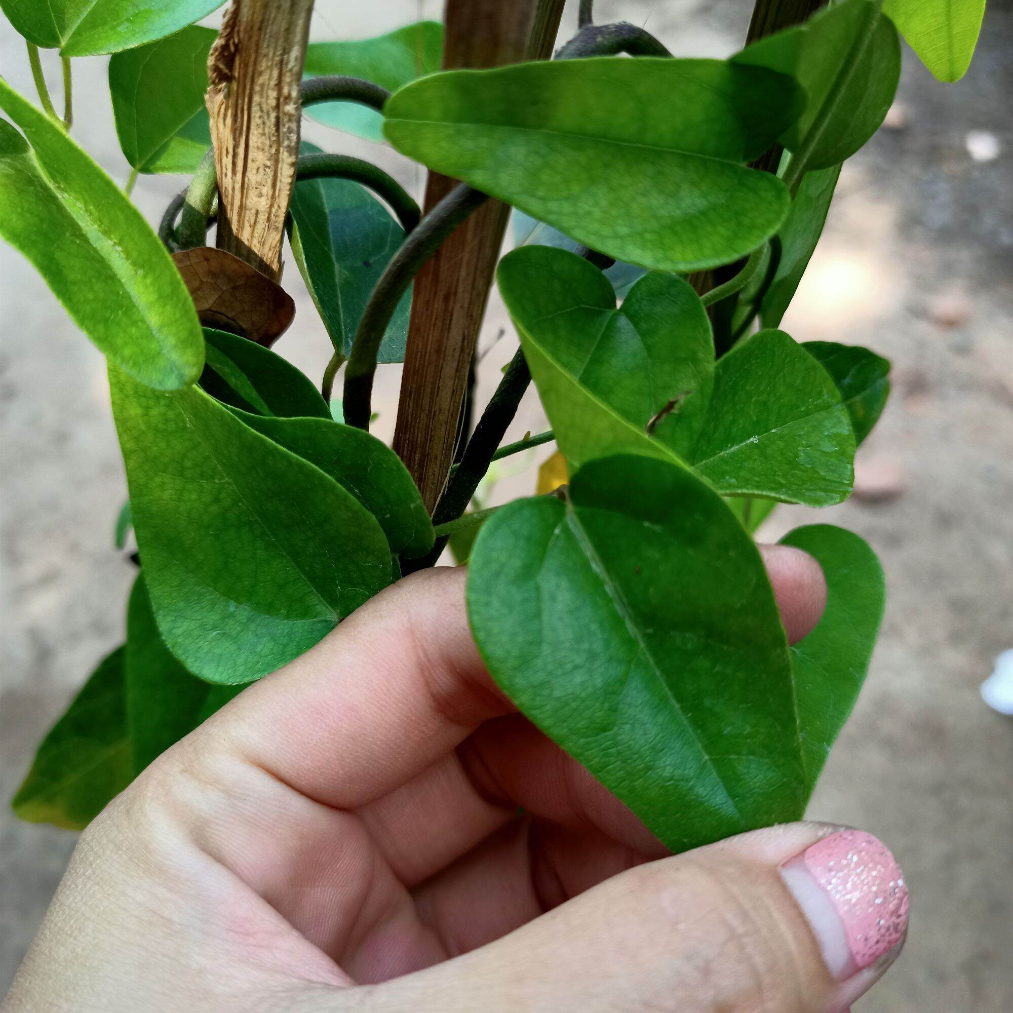 Chậu cây sương sâm trơn cây trưởng thành
