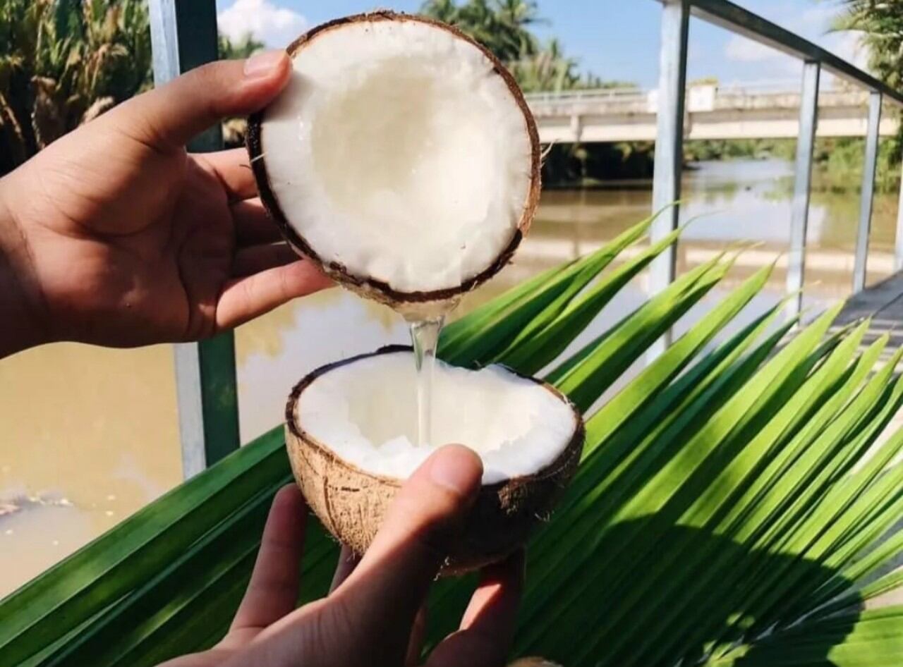 Dừa sáp lỏng trái to hơn