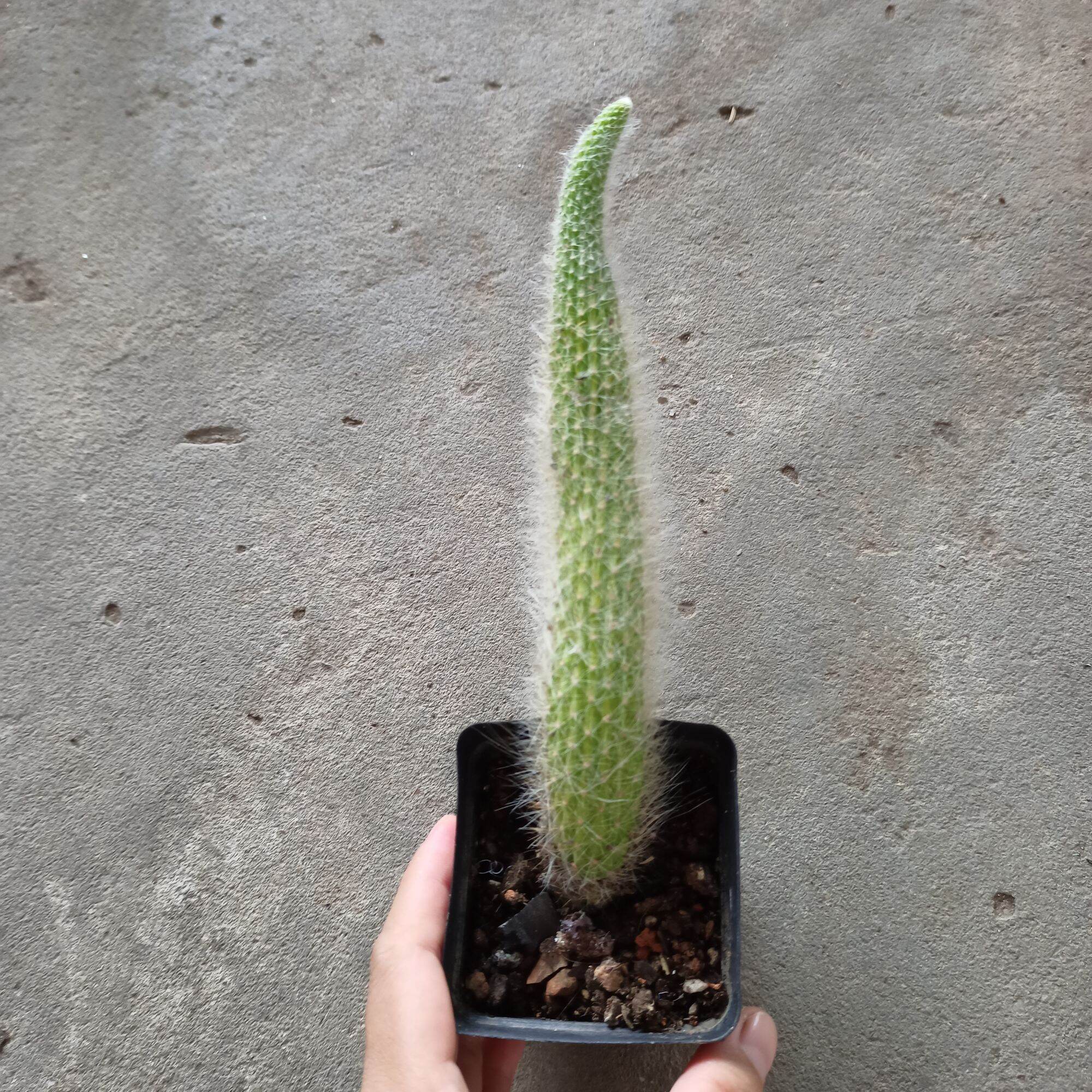 Chậu cây xương rồng đuôi cáo