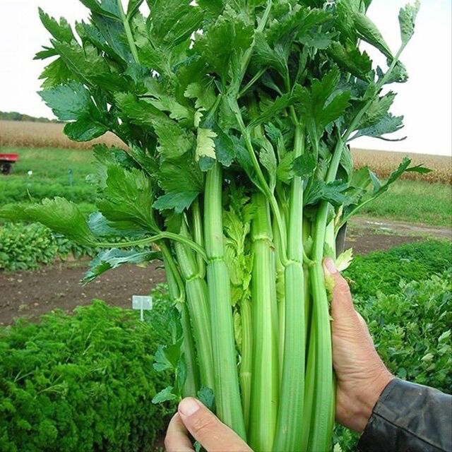 Hạt giống cần tây ép nước khổng lồ