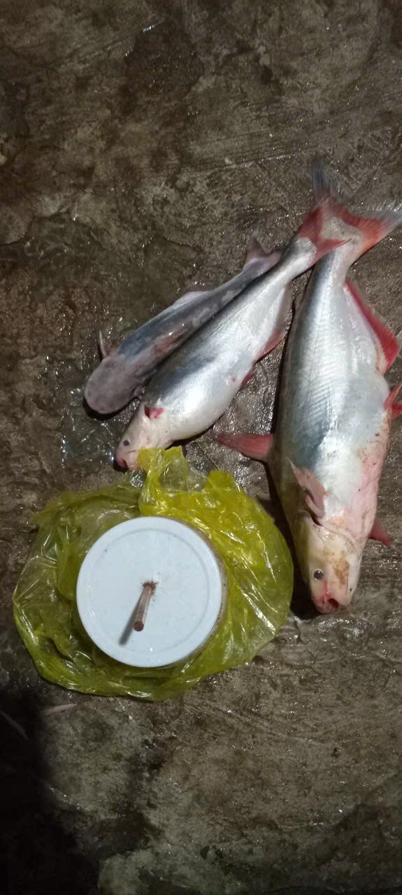 MỒI CÂU CÁ LĂNG DA TRƠN 500G