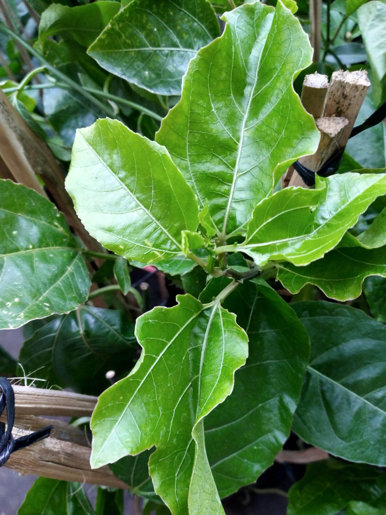 Cây giống Chanh leo vàng ngọt