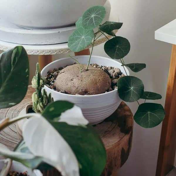 Củ bình vôi thái đã mọc mầm