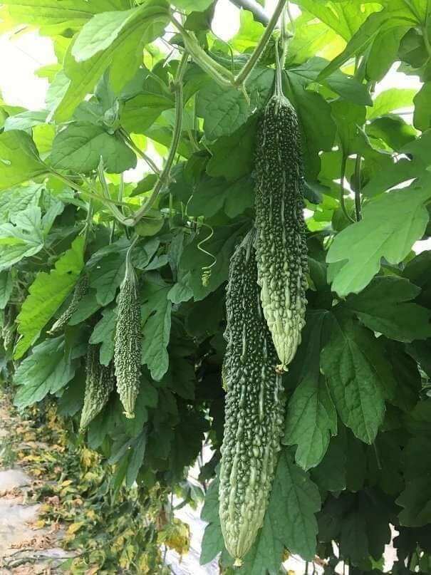 0,2 gr hạt giống khổ qua gai xanh