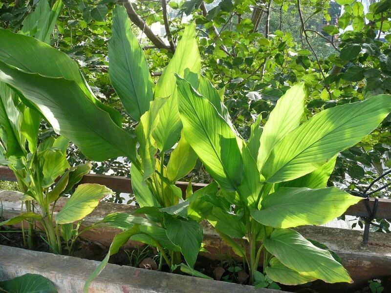 Giống cây nghệ ta củ vàng