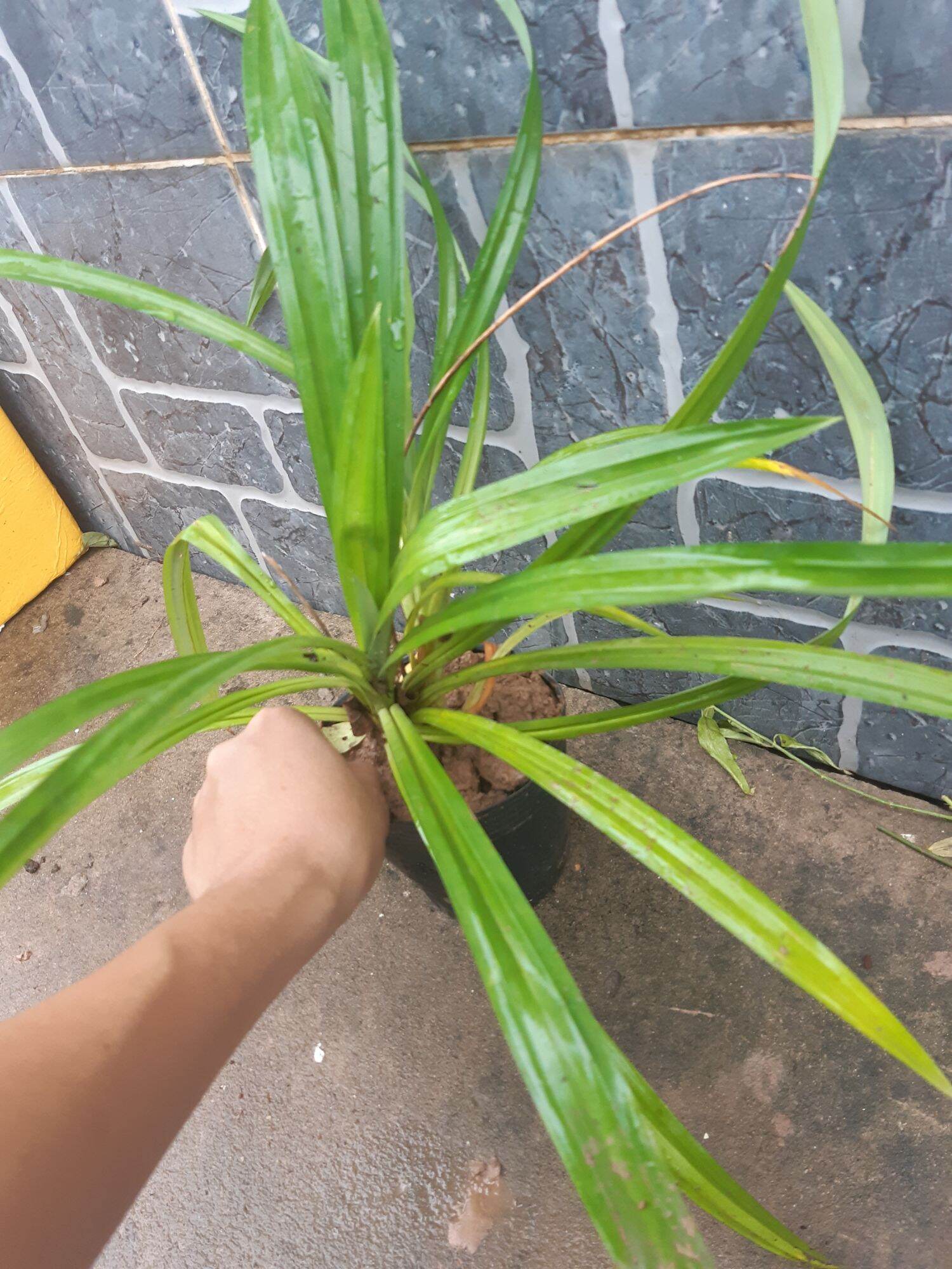 Cây lá dứa