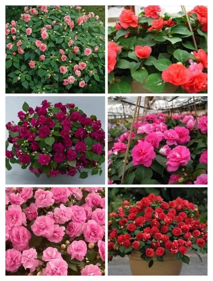 Cây hoa ngọc thảo xoắn kép