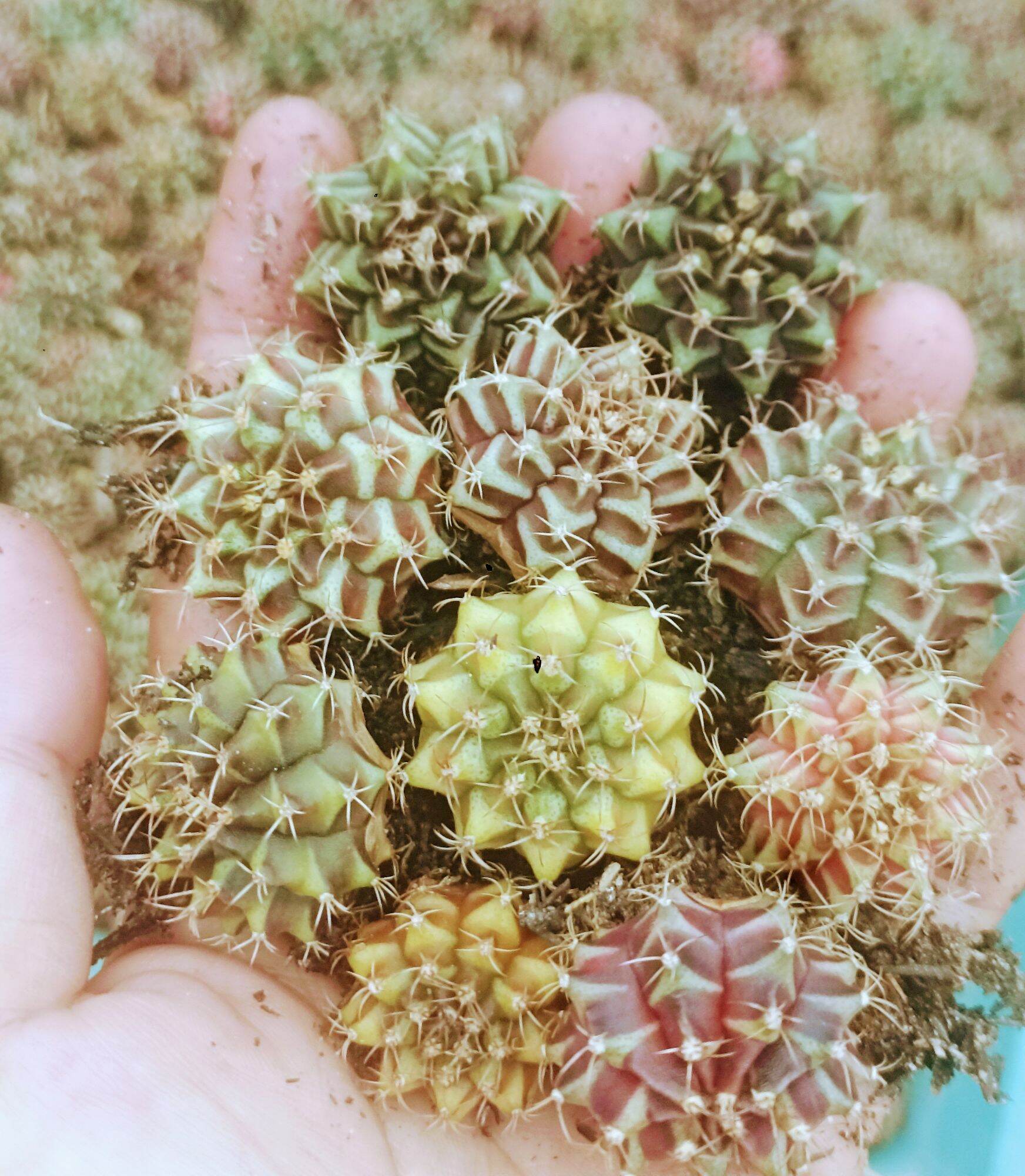 Combo Xương rồng Gymnol 2,5-3cm