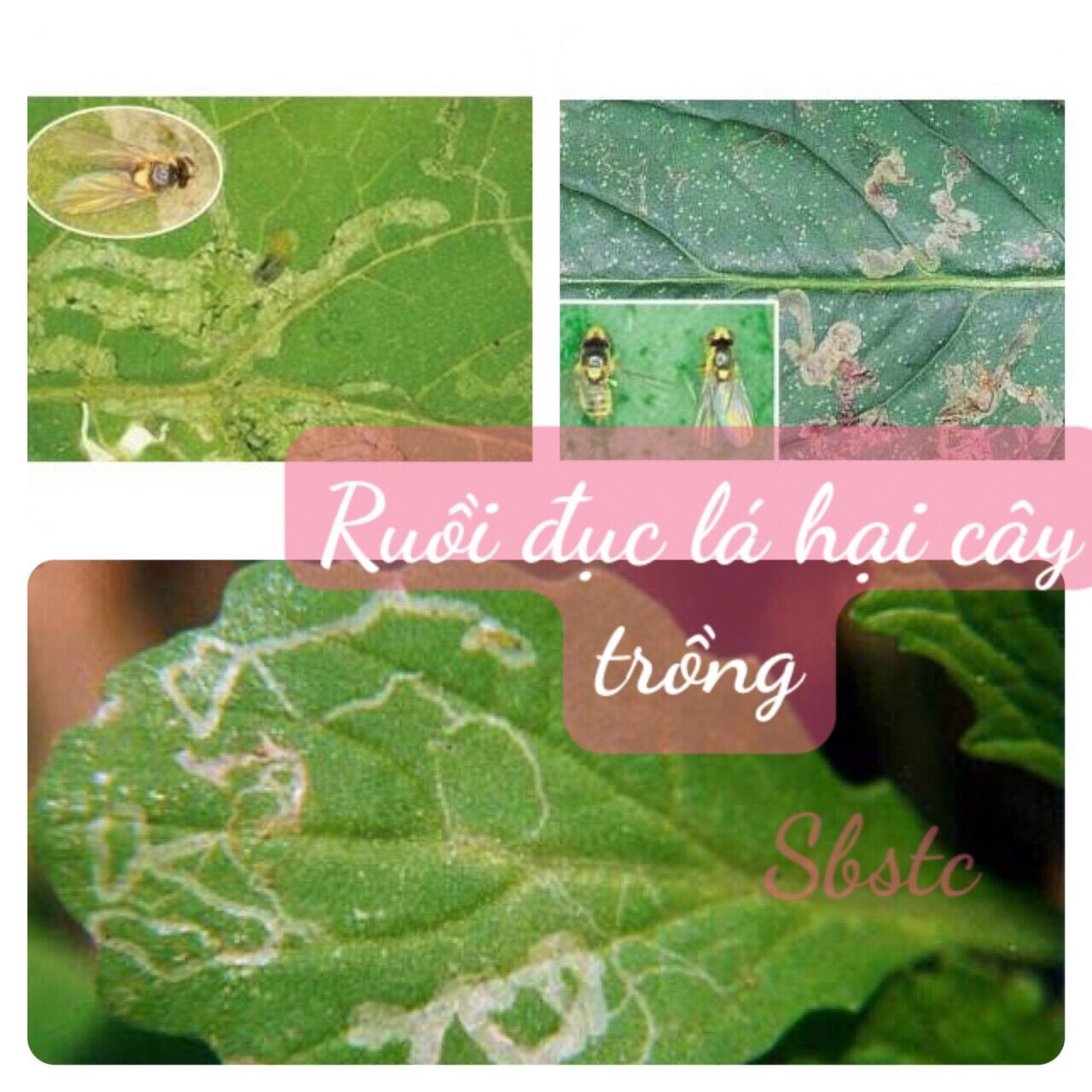 Diệt trừ sâu - sâu đục ngọn- Ruồi dòi đục lá hại rau ăn lá và dưa hấu, hoa cây kiểng - cây ăn trái