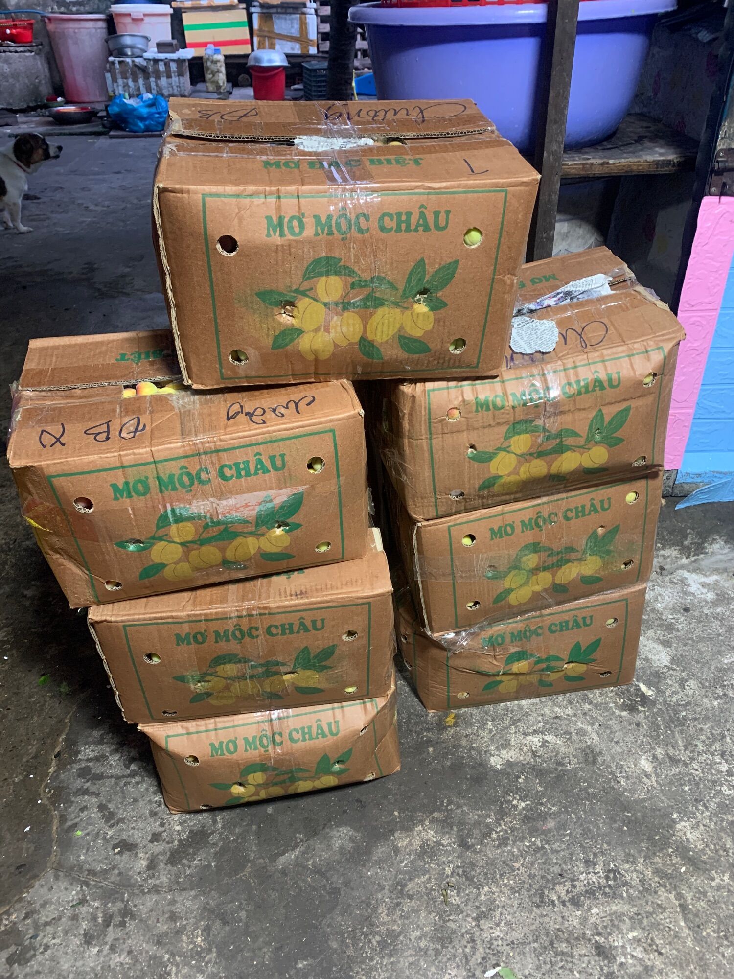 3kg nước mơ ngâm đường- mơ Mộc Châu