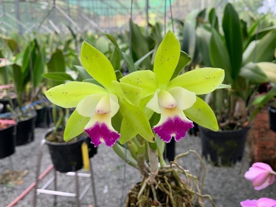 Cattleya mini Landwood đang nụ hoa thơm
