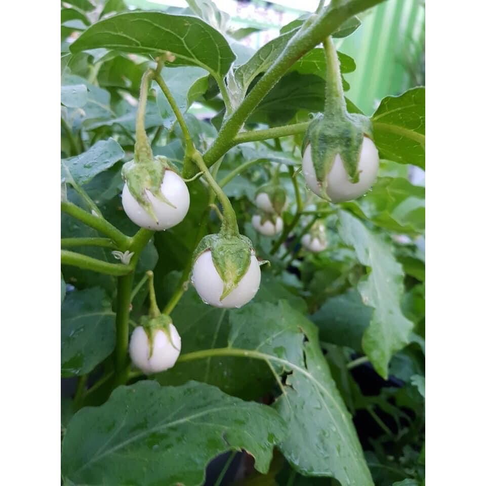 Hạt Giống Cà Pháo Trắng