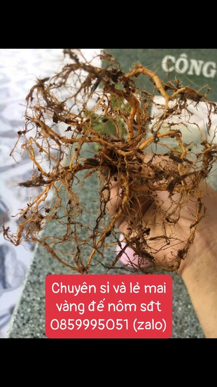10 Cây Mai Vàng Con Đế Nôm Cao 60-90cm