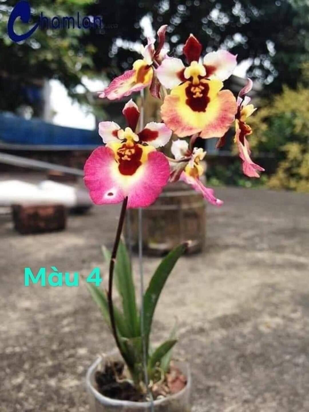 Hoa lan vũ nữ hàm cá mập