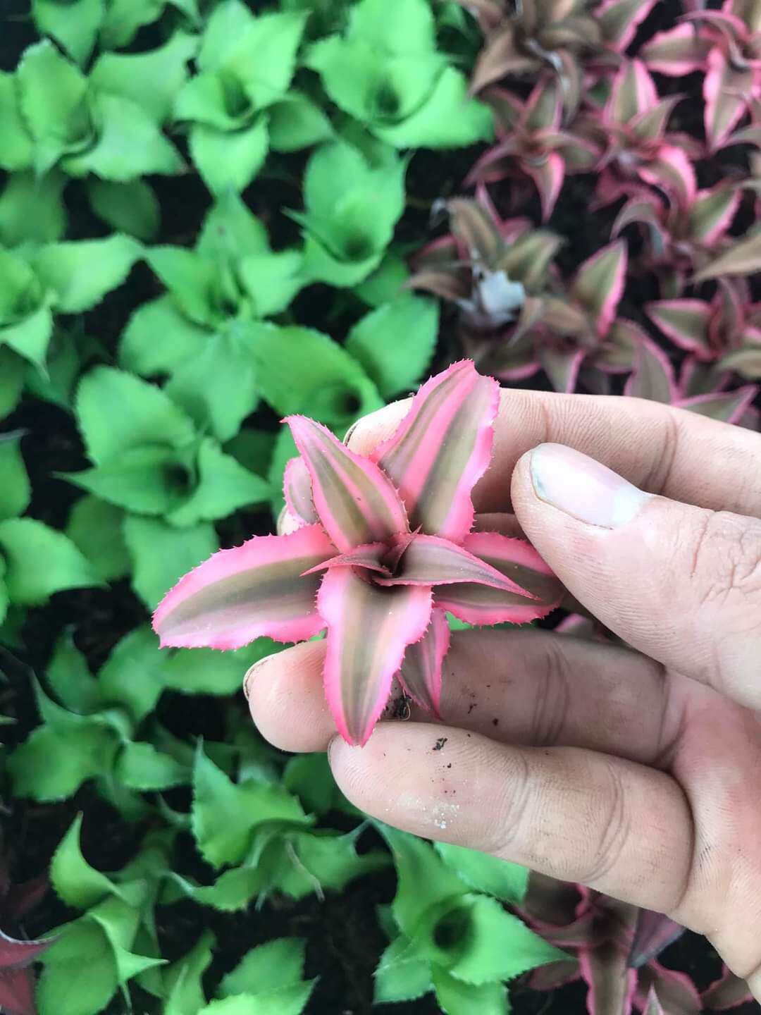 Dứa phụng mini