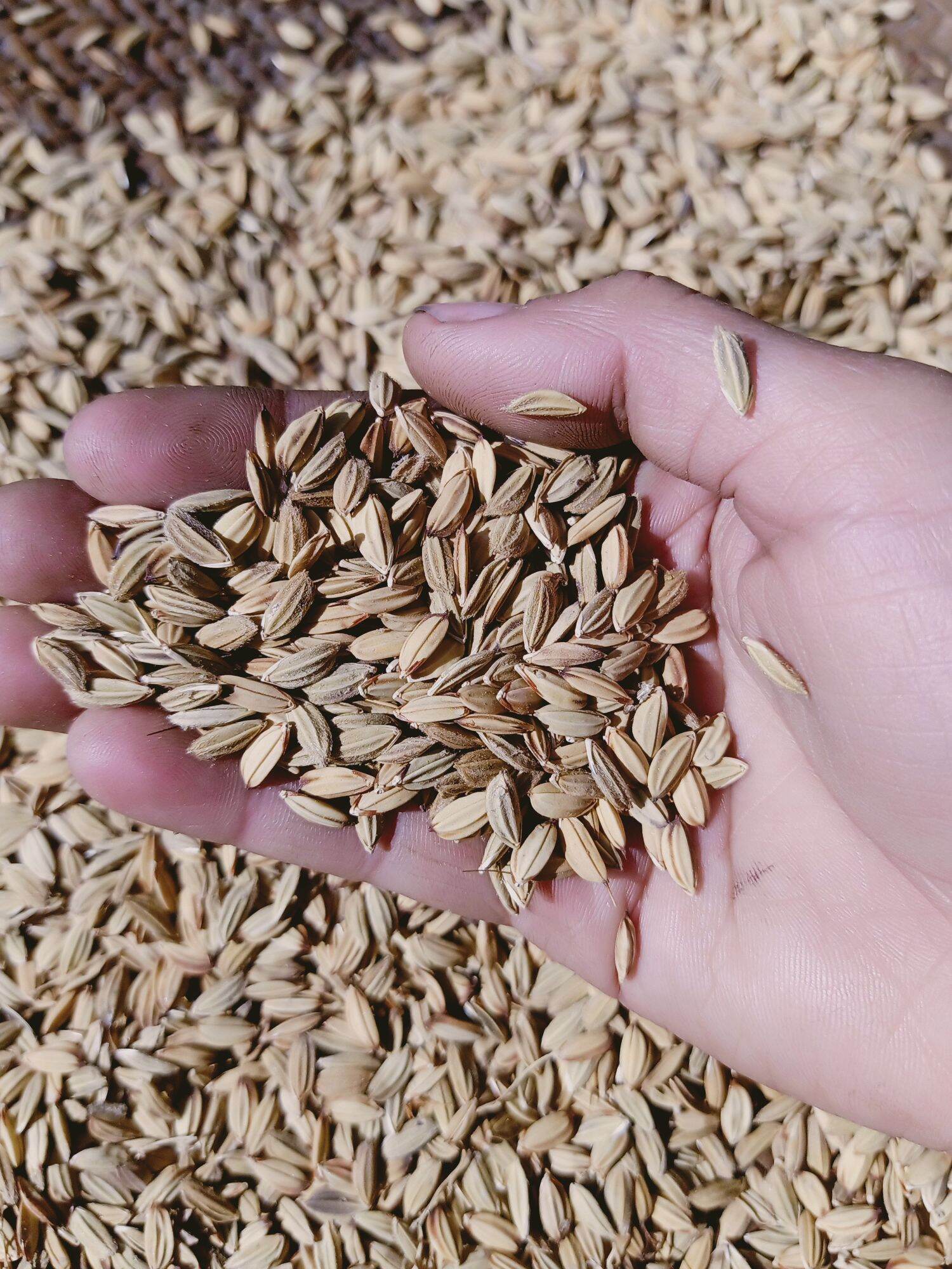 Hạt giống lúa nếp cẩm chuẩn nếp người Mông túi 500g