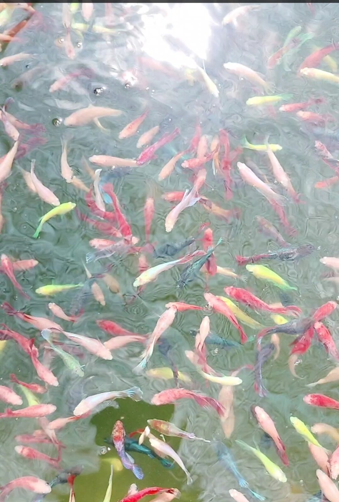Betta thủy sinh 10 bé trống mái 50k