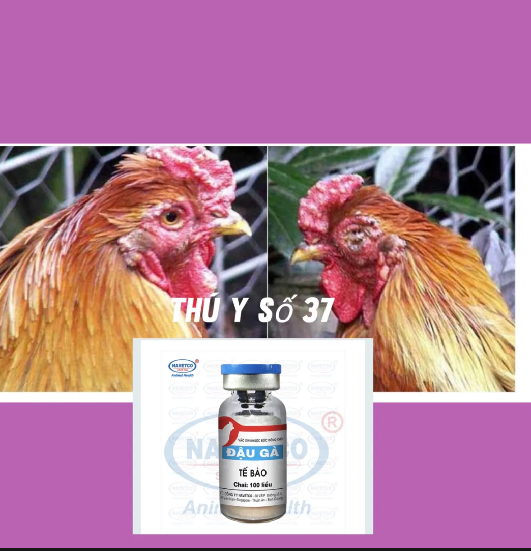 1 LỌ NGỪA ĐẬU GÀ MỤN CÓC LIỀU 100CON