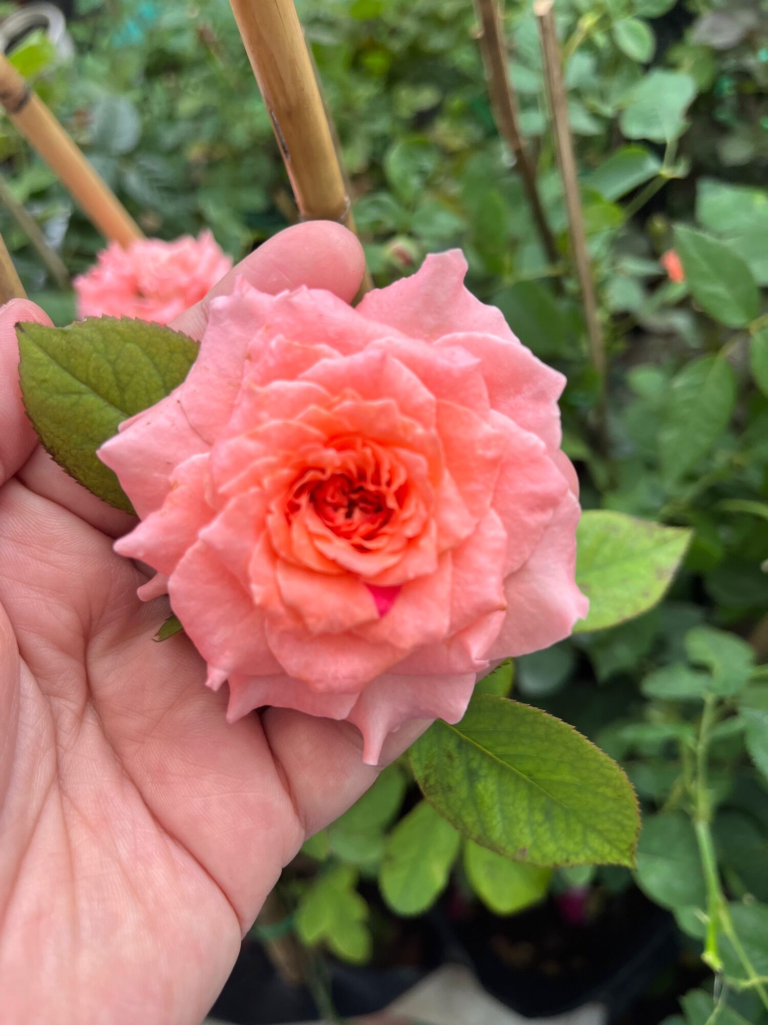 Hoa Hồng Ngoại - Corail, Shizuku, Misaki, Camelie, Masora, Monica, Kellog, Cây Nguyên bản, cao 40-50cm, chậu to nhiều nhánh có nụ, , Sazat Plant.