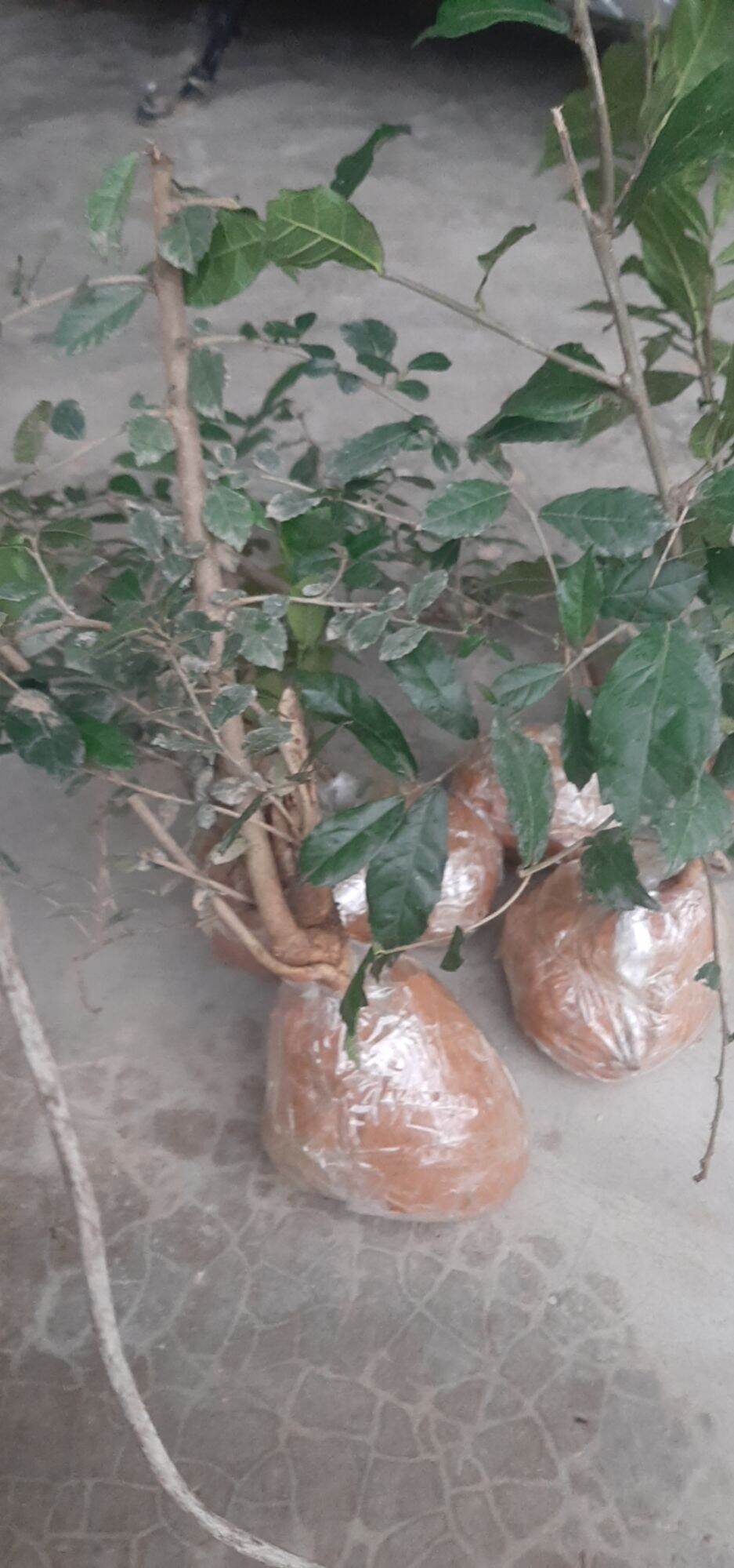 Cây duối cảnh ( tùy seri)