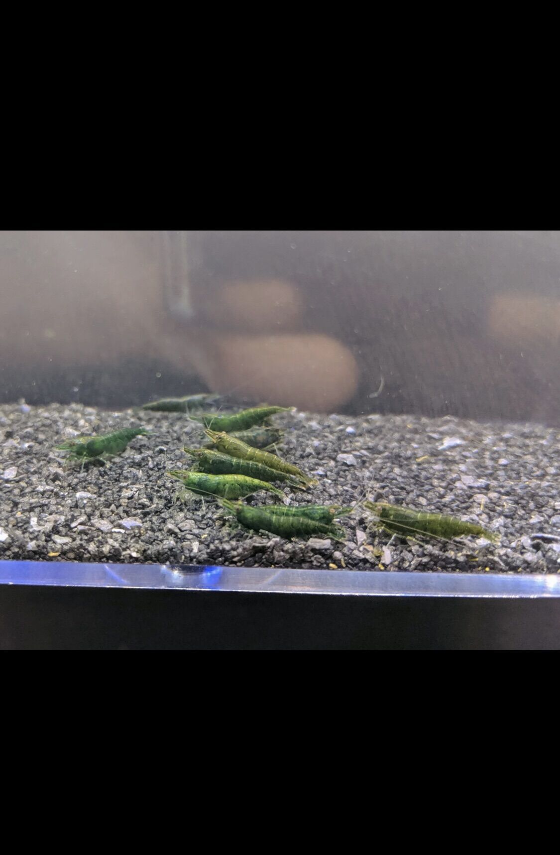 Tép màu green jade