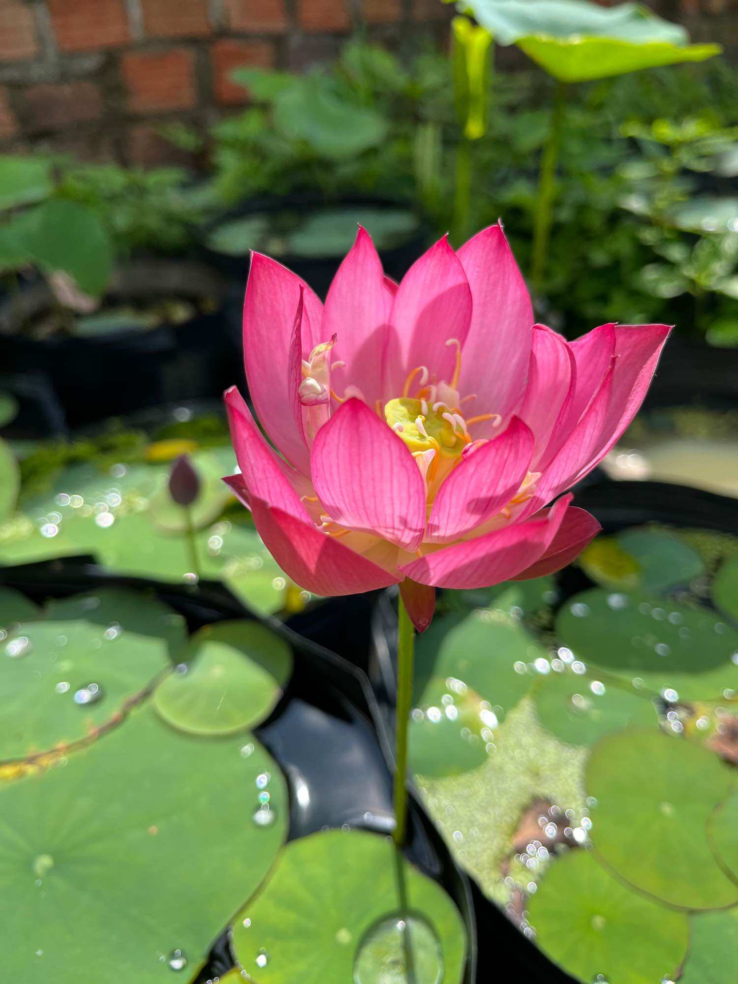 củ sen mini nhật
