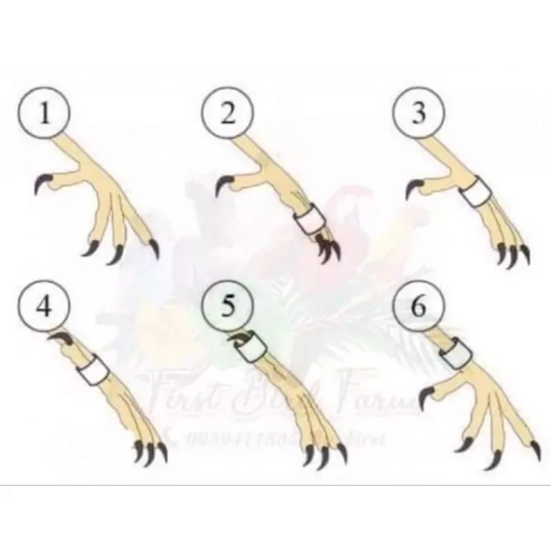 vòng đeo chân chào mào ( mua 5 tặng 1; 10 tặng 3)