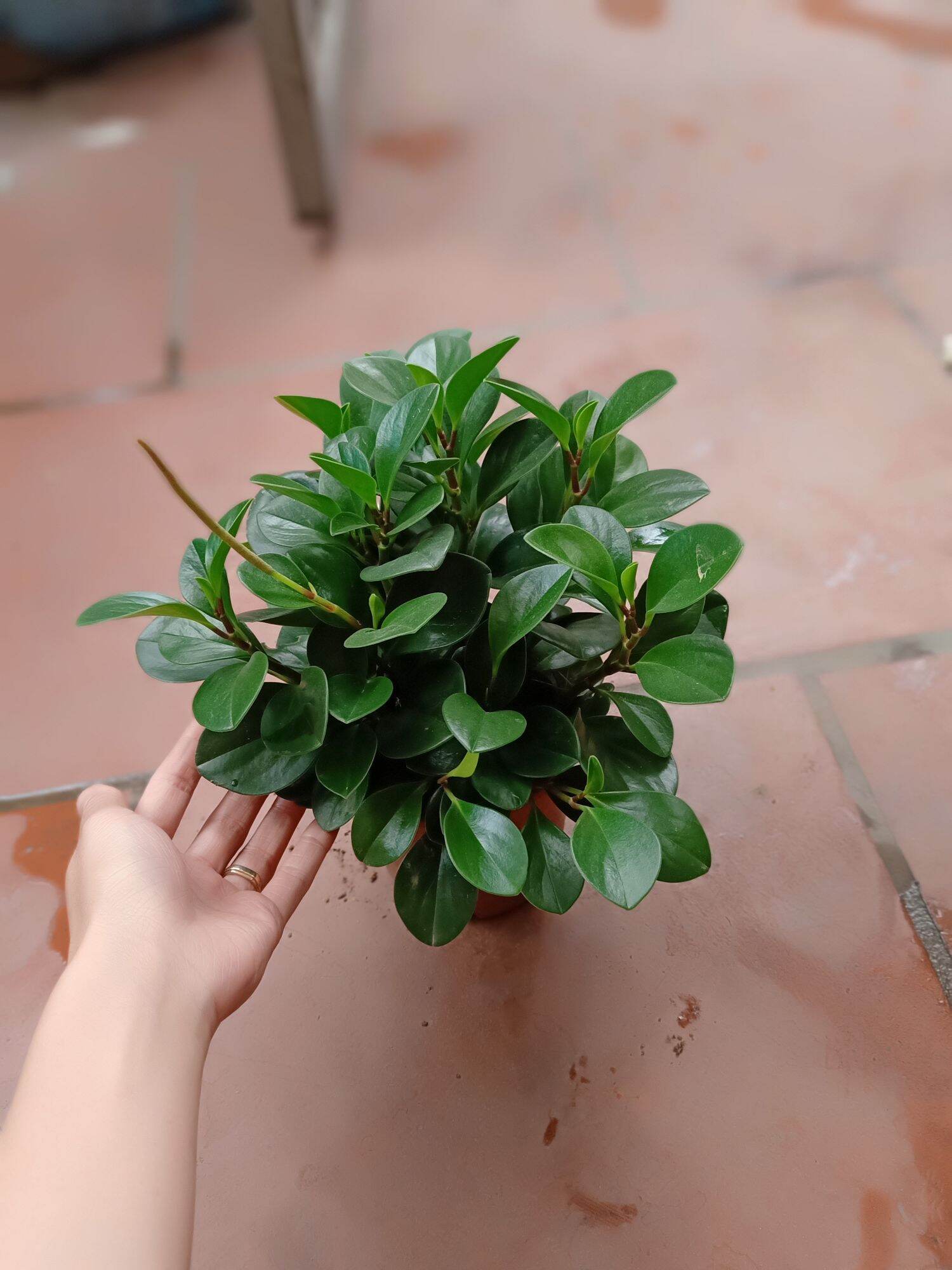 CÂY TRƯỜNG SINH