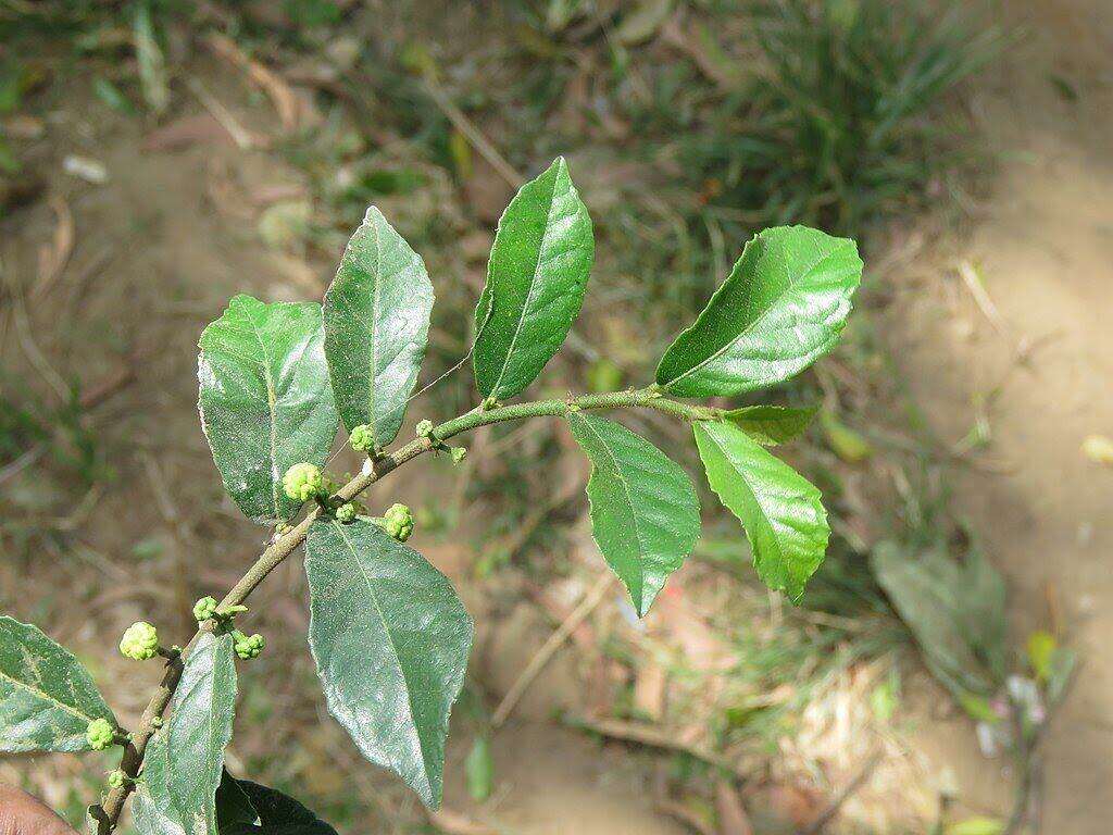 Cây duối cảnh (1 cây duối giống)