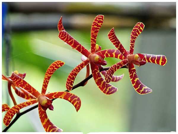 Hoa lan đột biến bò cạp (bó 10 thân)