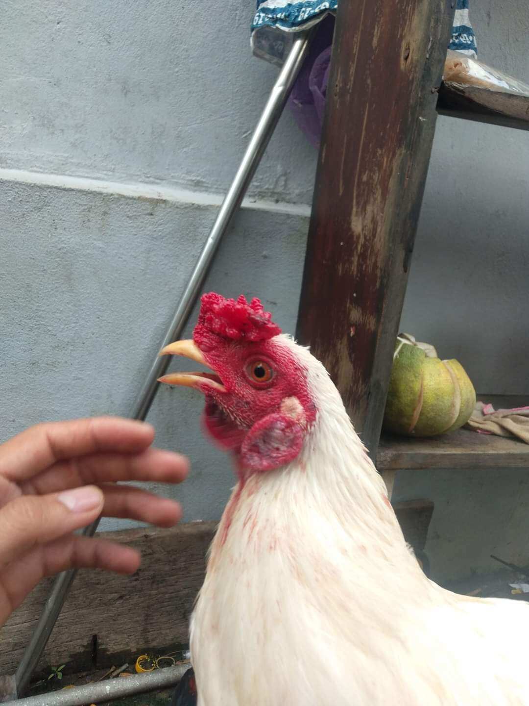 10 TRỨNG GÀ NÒI THÁI BAO ẤP NỞ