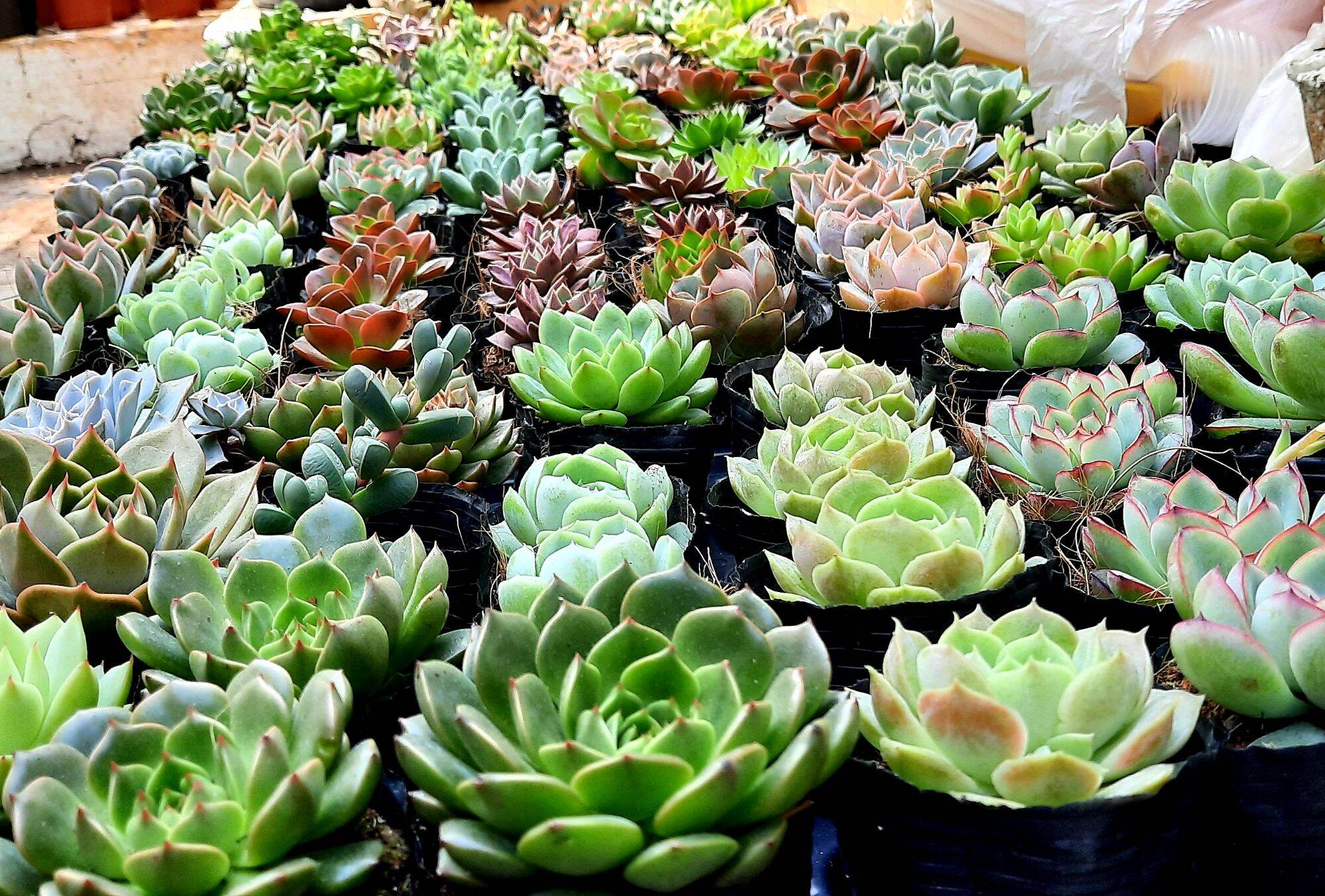 Sen đá COMBO 10 loại size bầu