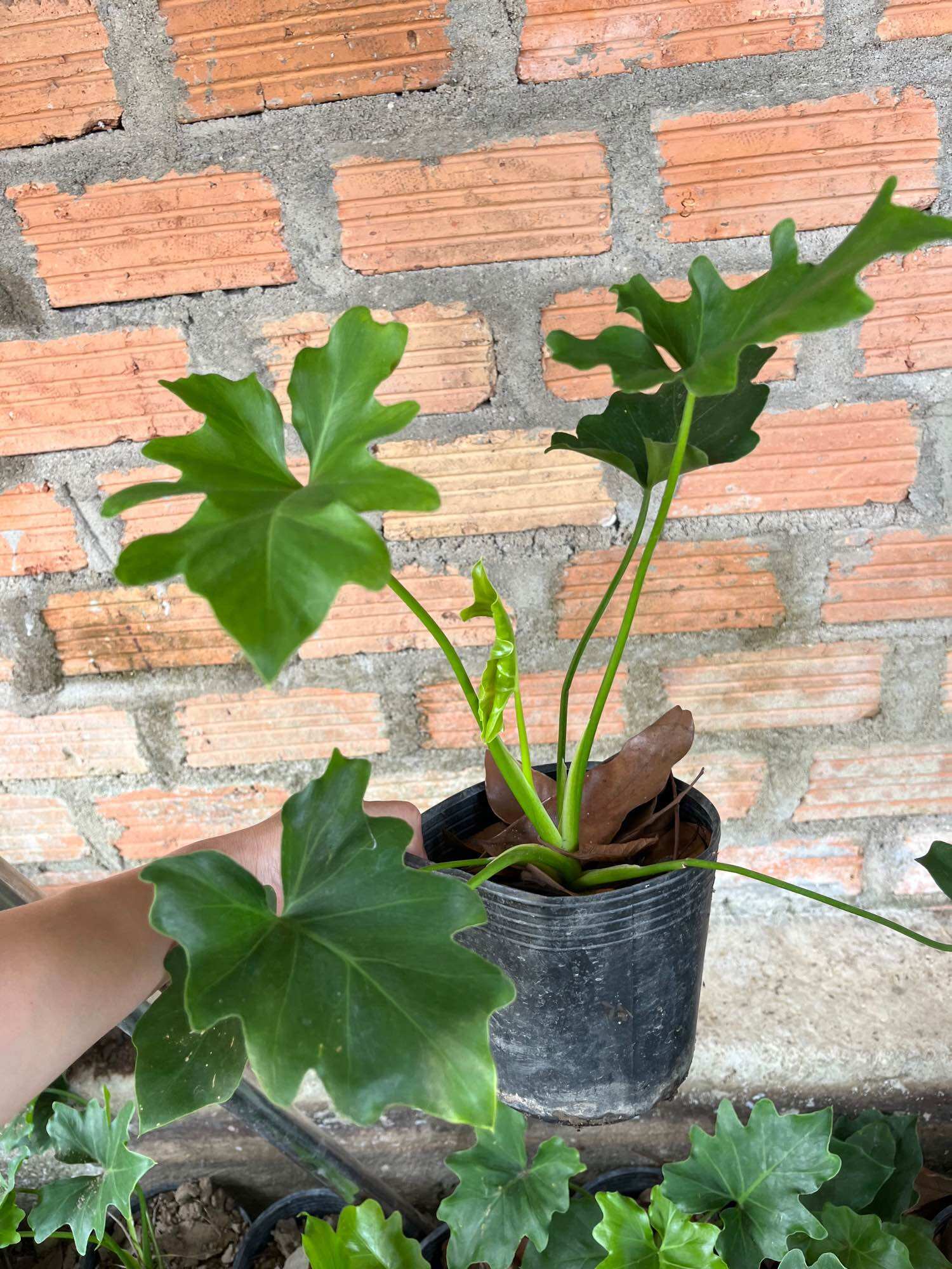 cây giống trầu bà thanh xuân