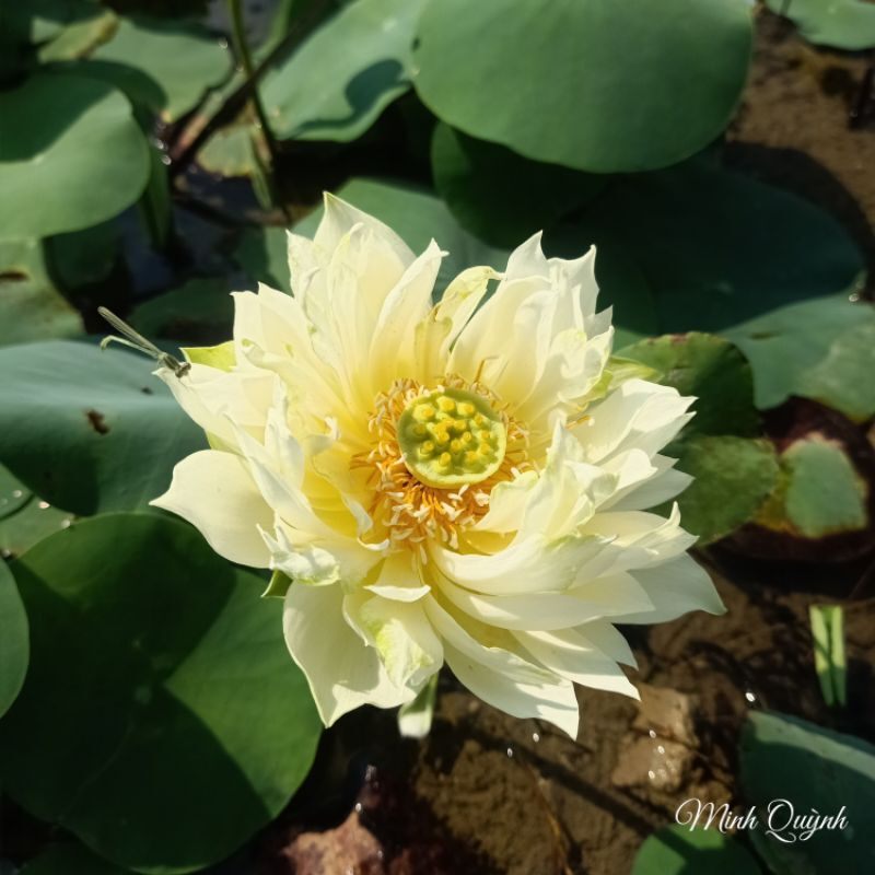 Củ sen mini Snow White (Biển tuyết)