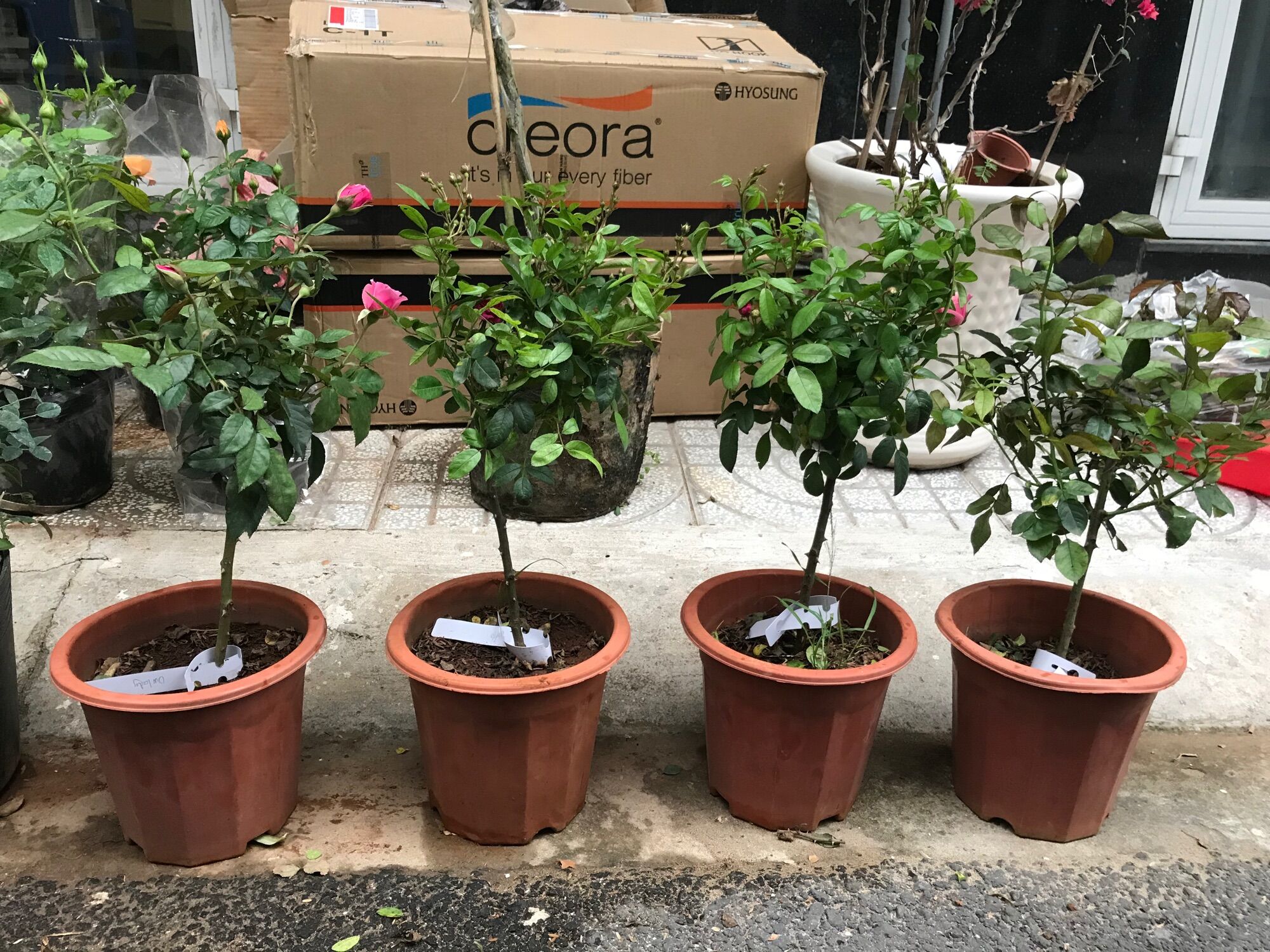 Hoa hồng ngoại tree mini Otto line rose