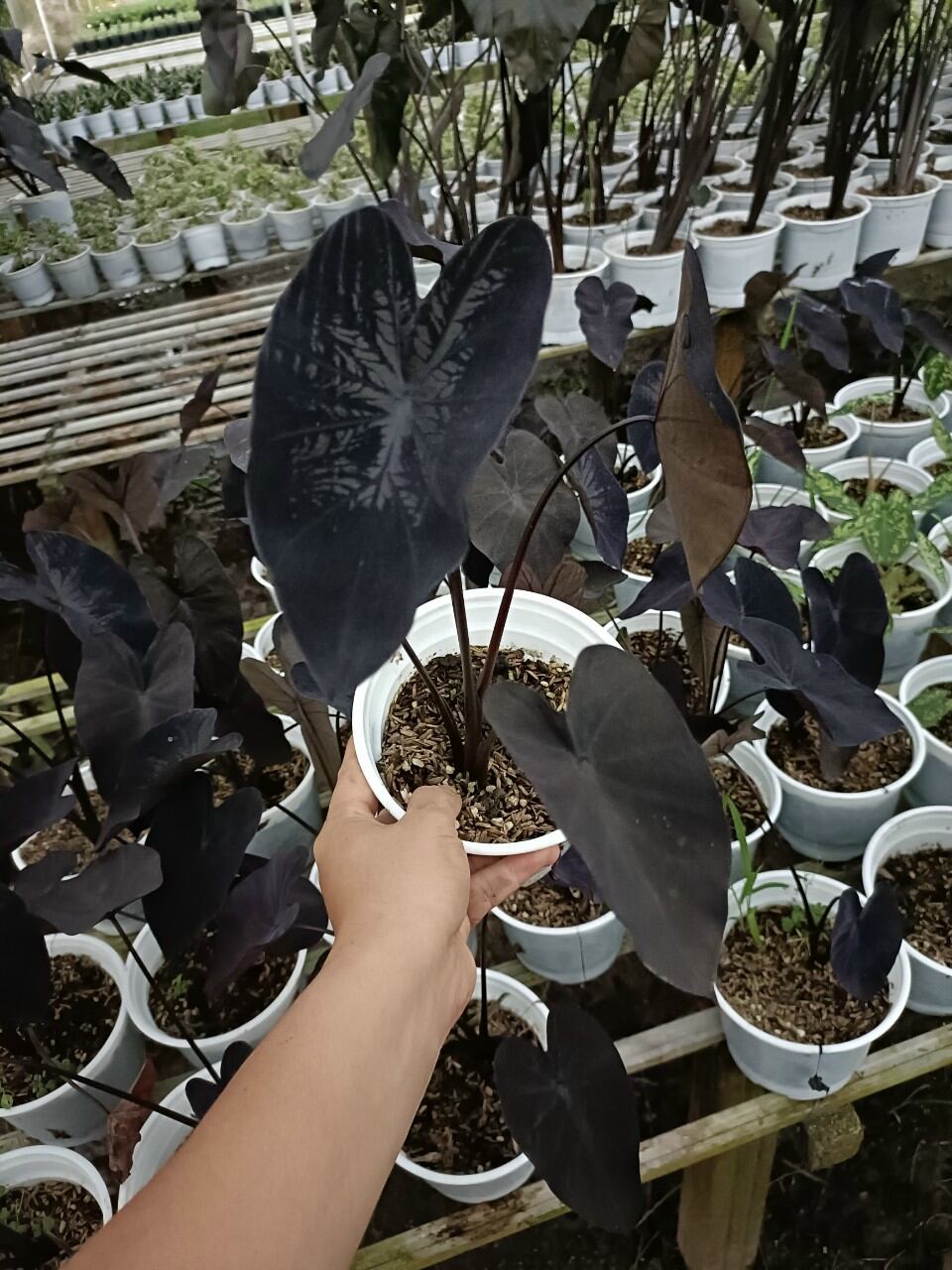 Chậu cây alocasia black coral