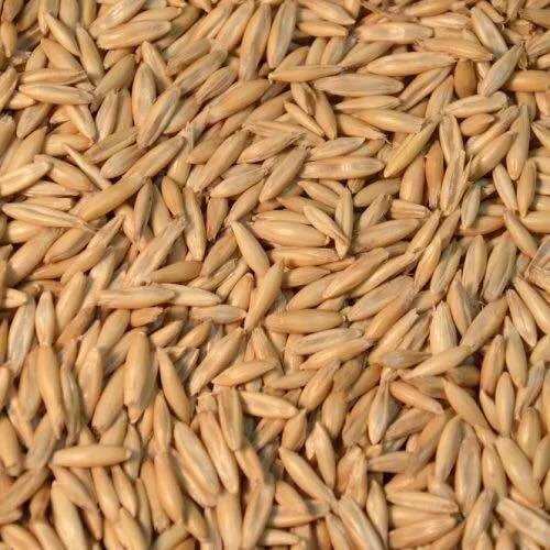 Hạt yến mạch (Oat Seed) nguyên vỏ giàu dưỡng chất.
